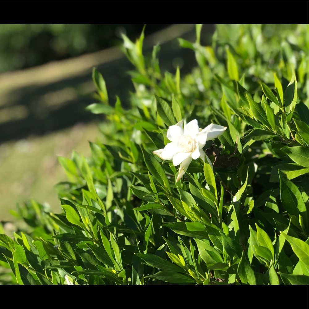 Meet your Posher, Lily